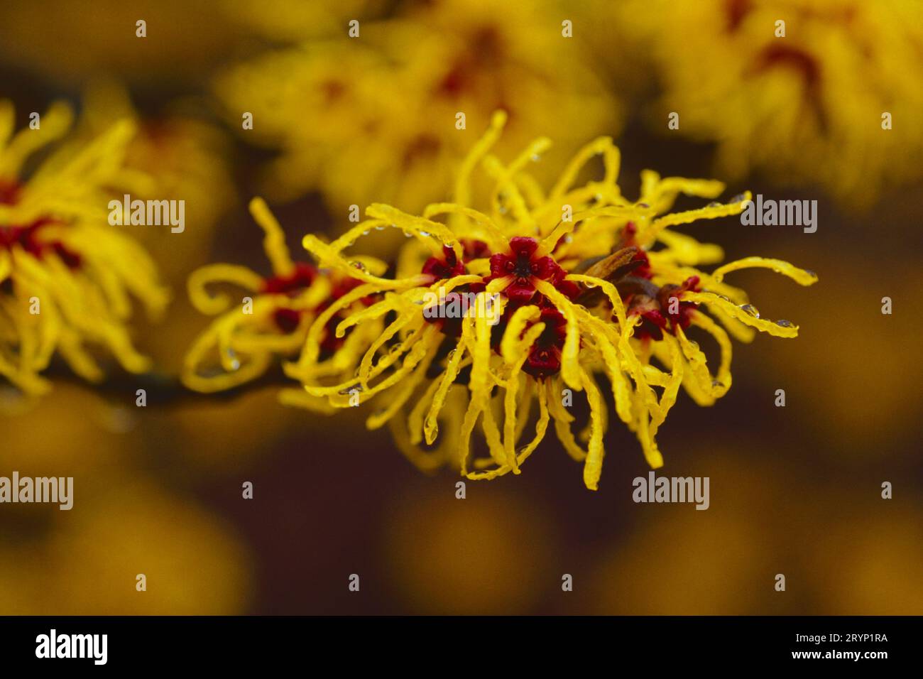 Primo piano di un fiore di nocciola; Hamamelis x intermedia Foto Stock