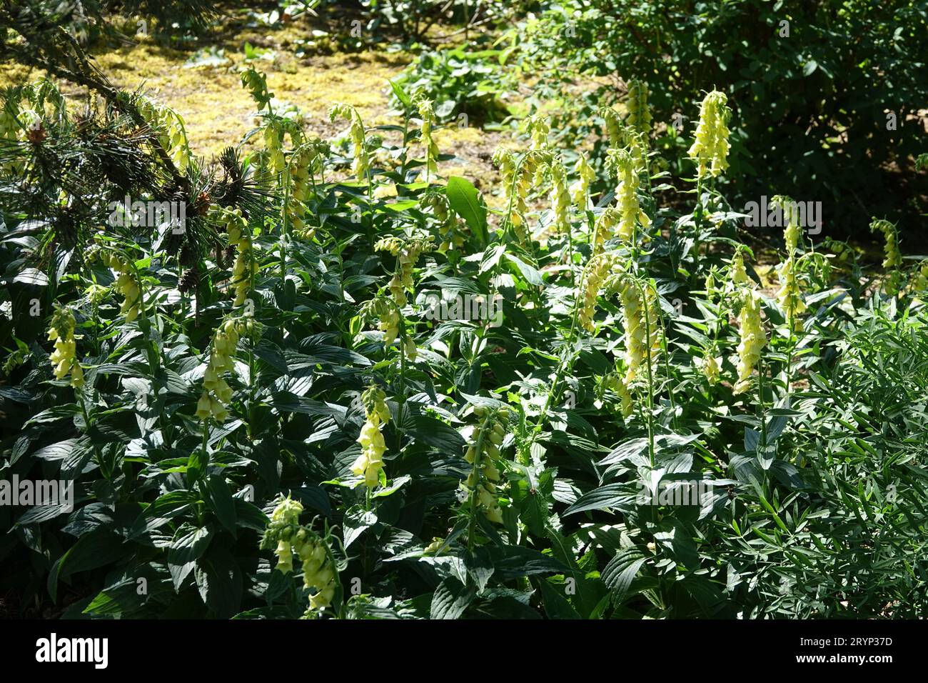 Digitalis grandiflora, grande guanto giallo foxglove Foto Stock