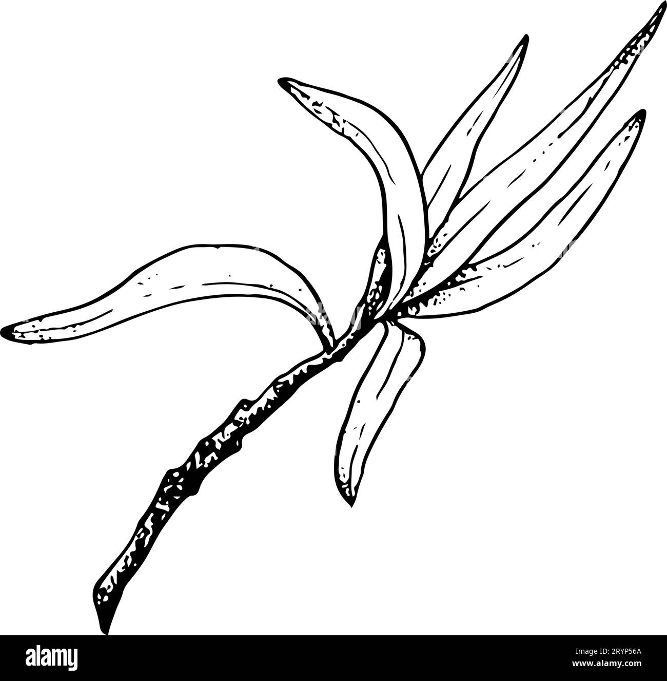 Ramo di ulivo vettoriale semplice con illustrazione dello schizzo a foglie lunghe. Disegno a inchiostro bianco e nero della pianta di spinotti marini Illustrazione Vettoriale