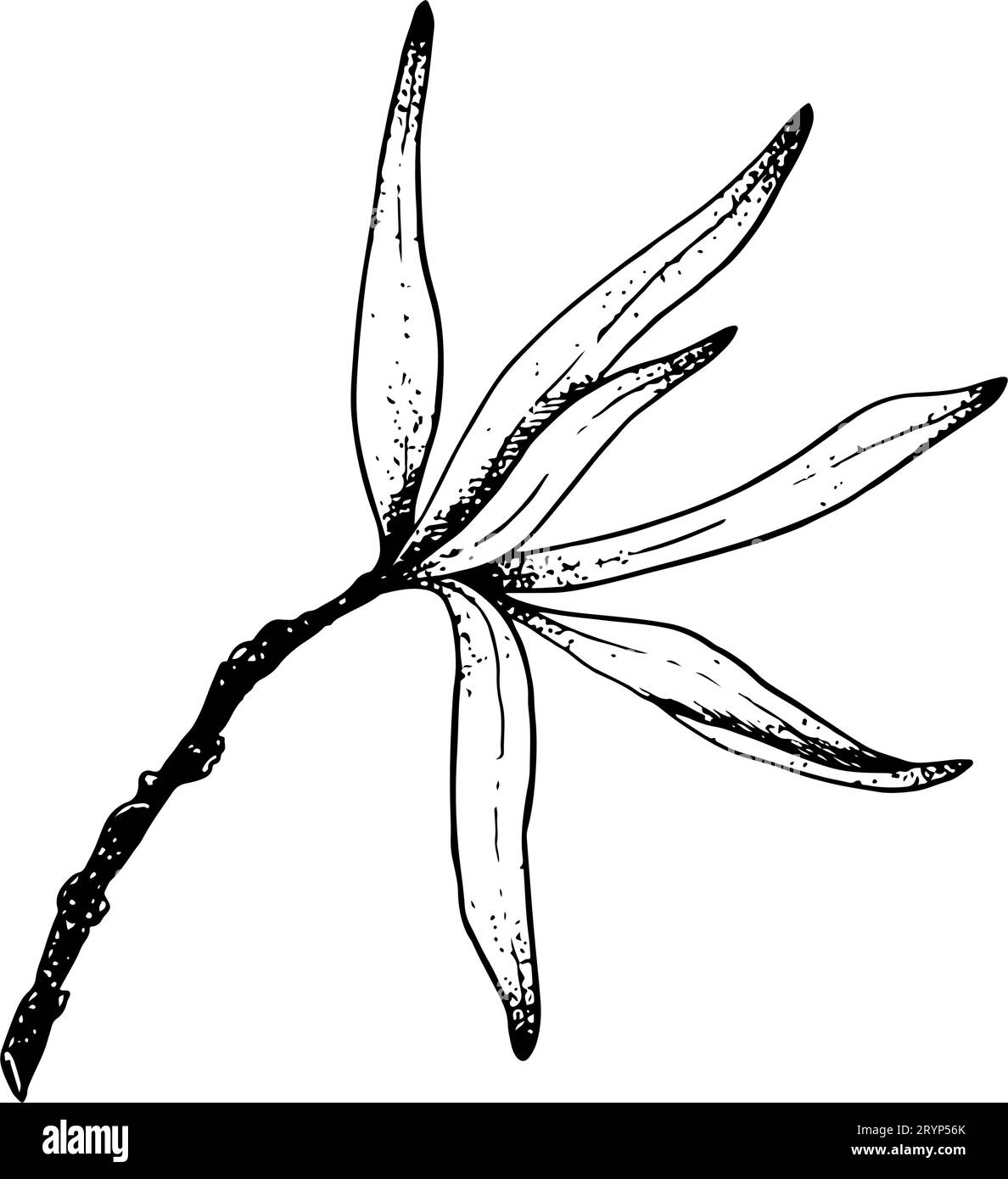 Ramo dell'olivo vettoriale con illustrazione dello schizzo delle foglie. Disegno a inchiostro bianco e nero della pianta di spinotti marini Illustrazione Vettoriale