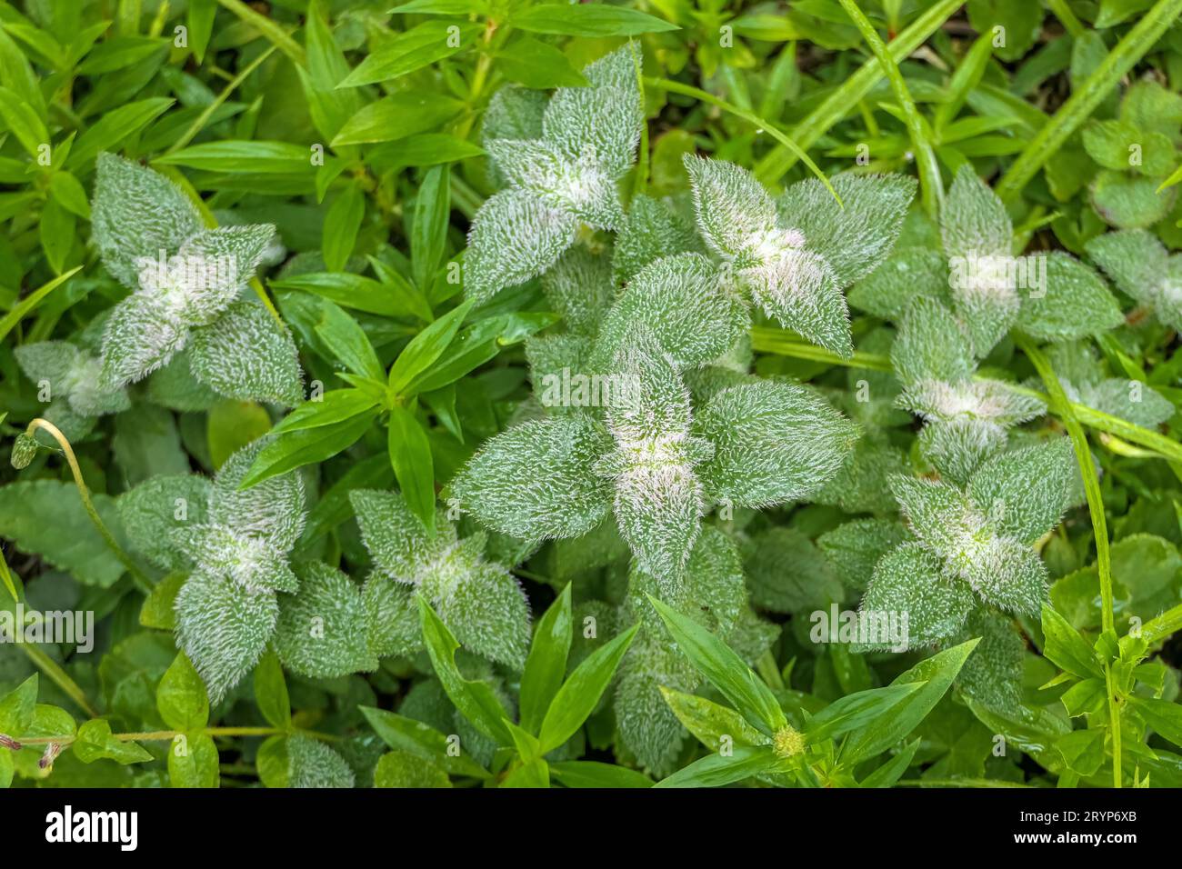 Primo piano di piccole piante verdi con piccoli peli bianchi sulle foglie, Itatiaia, Brasile Foto Stock