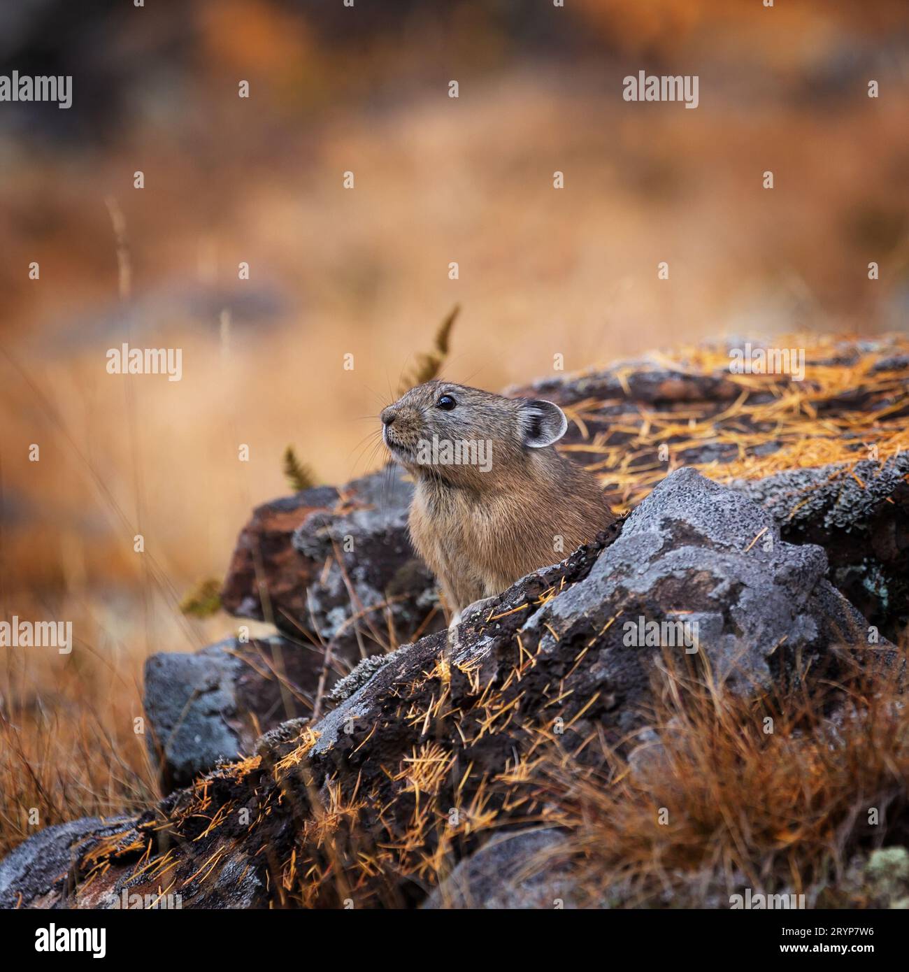 Ritratto di un pika settentrionale in autunno, con sfondo sfocato. Primo piano. Foto Stock