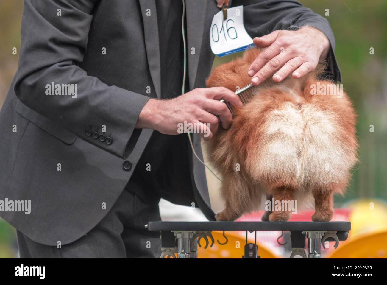 Un anziano vestito grigio che combatte una Pomerania su un tavolo per la cura del corpo durante una mostra canina Foto Stock