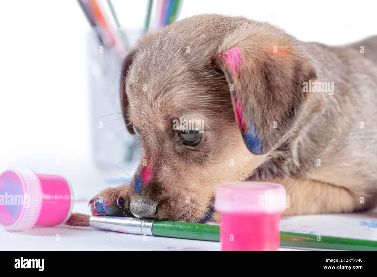 Il cucciolo di Mongrel schizza un pennello Foto Stock