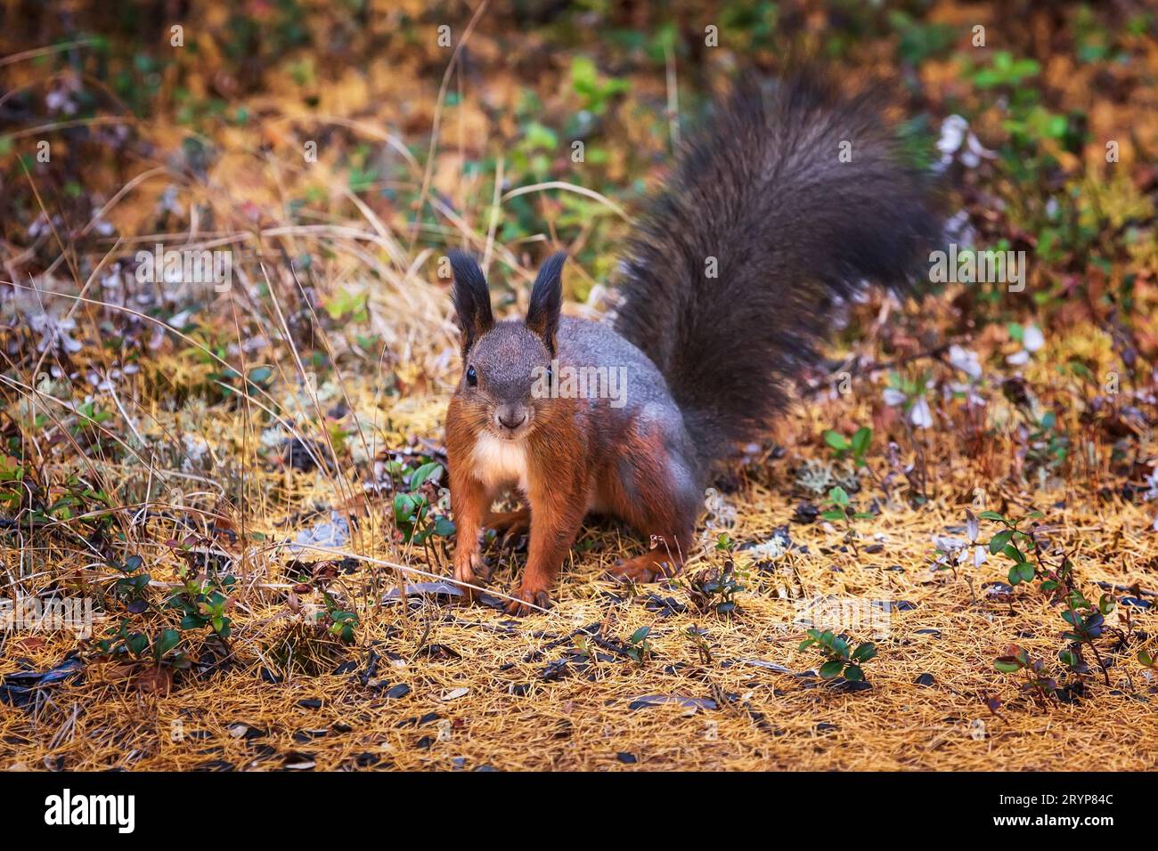 Scoiattolo rosso in una foresta autunnale cosparsa di aghi di larice caduti. Primo piano. Foto Stock