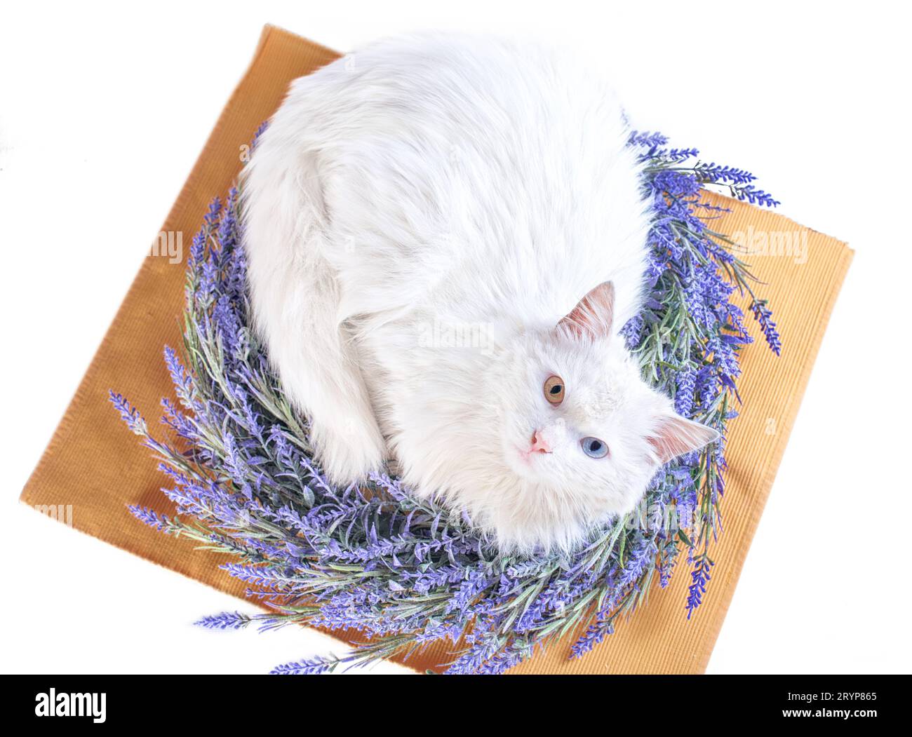 Gatto bianco piatto con eterocromia in corona di lavanda Foto Stock