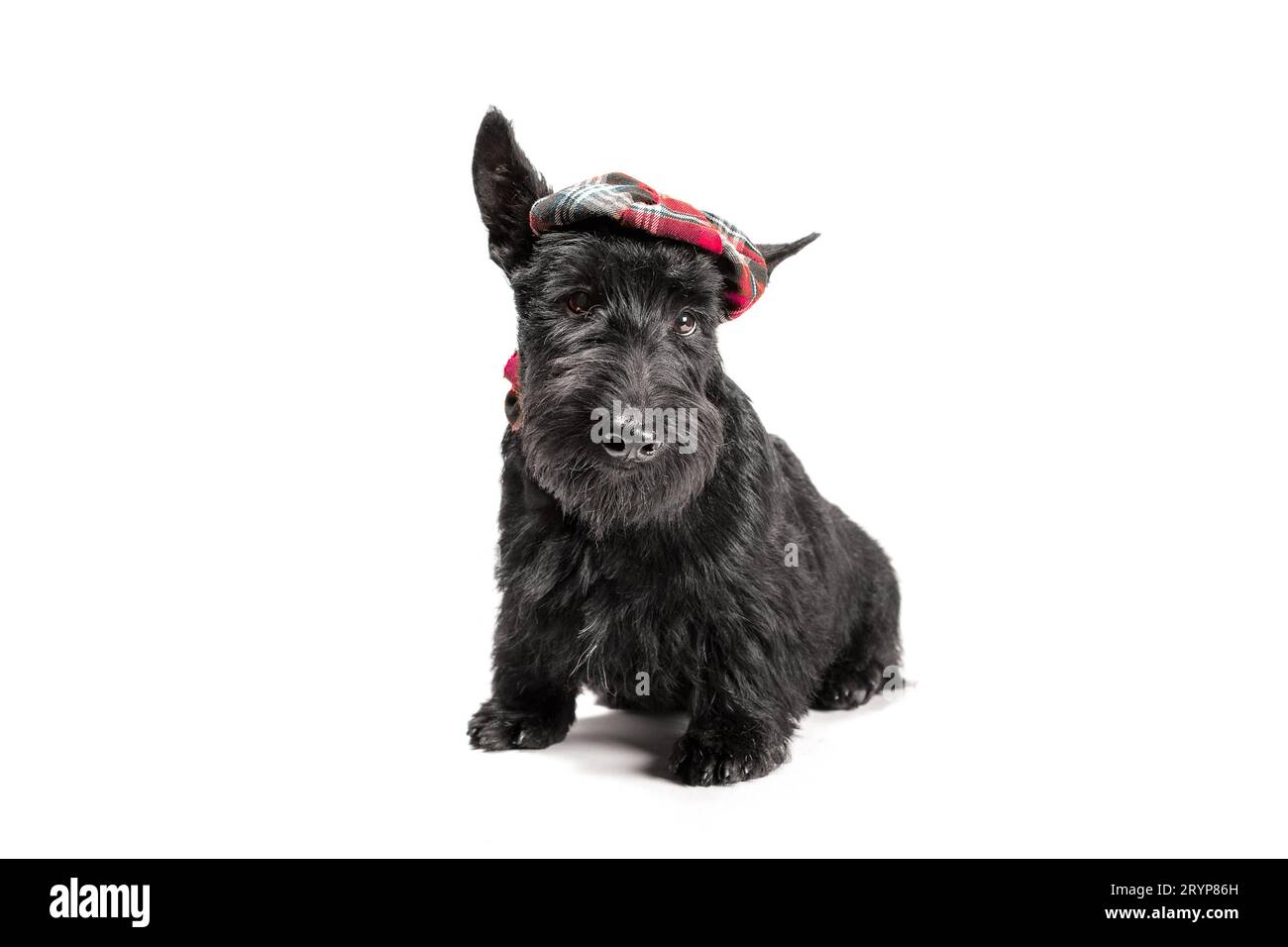 Cucciolo scozzese terrier nero su sfondo bianco Foto Stock