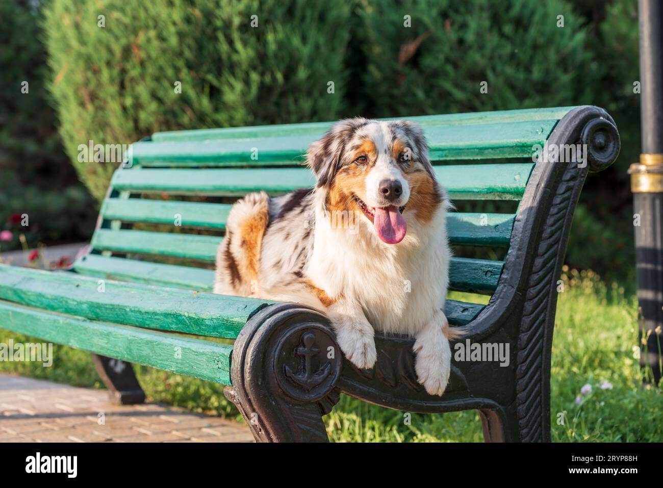 Cane da pastore australiano di razza pura per una passeggiata nel parco Foto Stock
