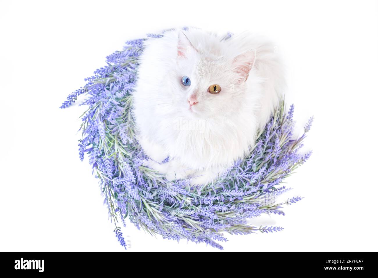 Gatto bianco piatto con eterocromia in corona di lavanda Foto Stock