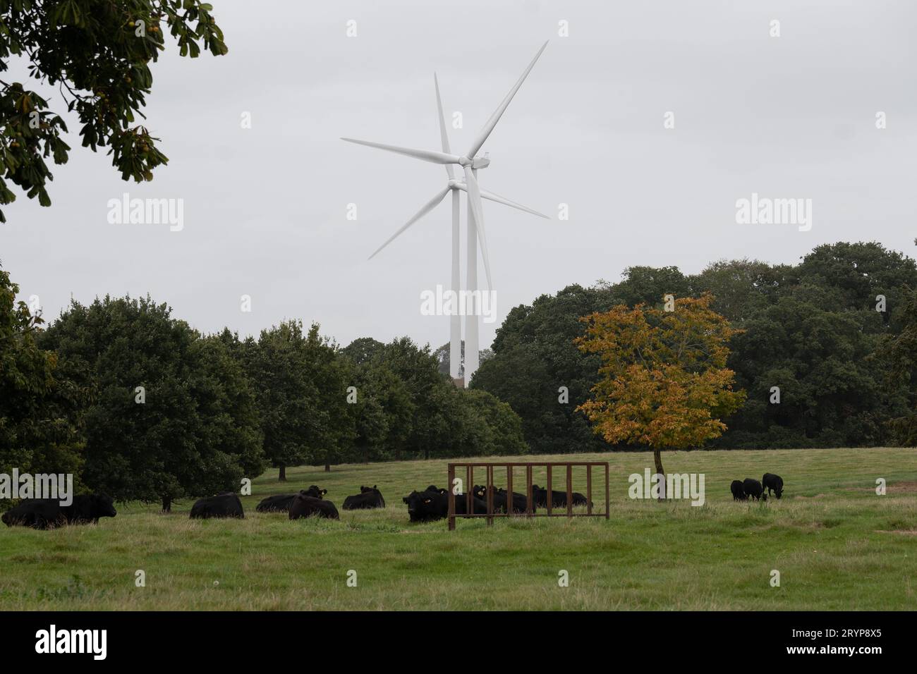 Watford Park, Northamptonshire, Inghilterra, Regno Unito Foto Stock