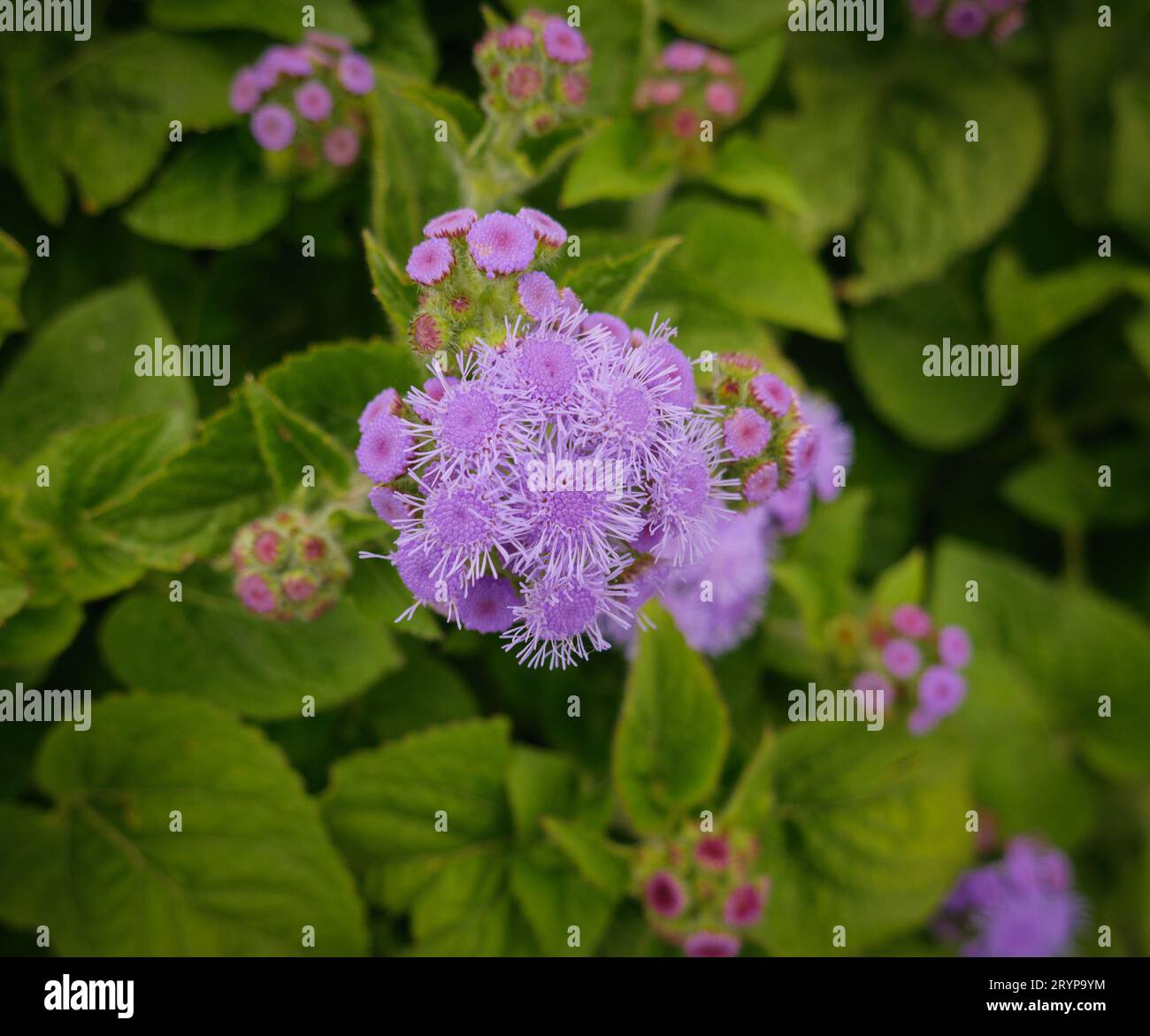 Fiori di ageratum in giardino. Profondità di campo ridotta. Foto Stock