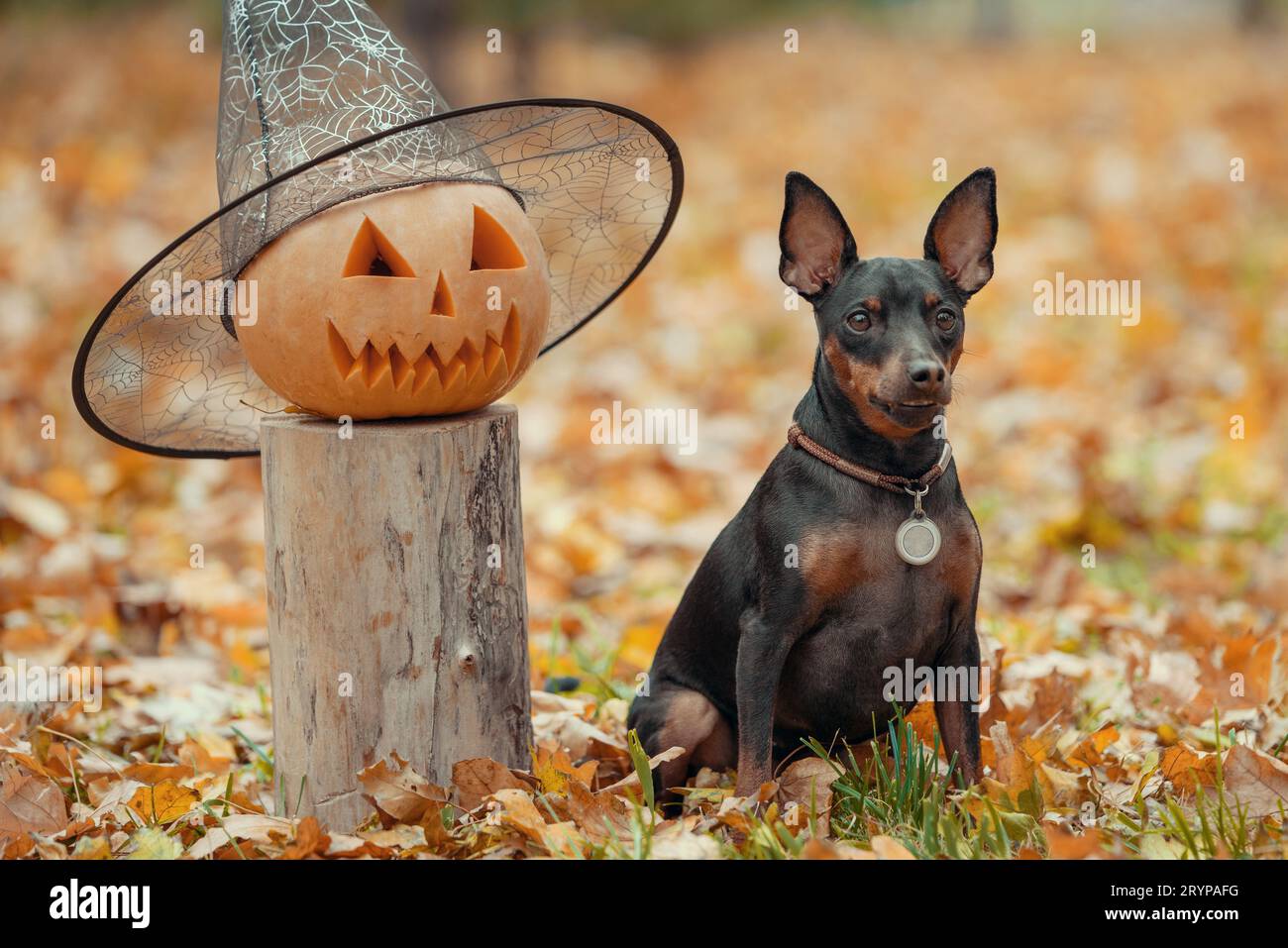 Piccolo cane pinscher nel parco con testa di zucca halloween Foto Stock