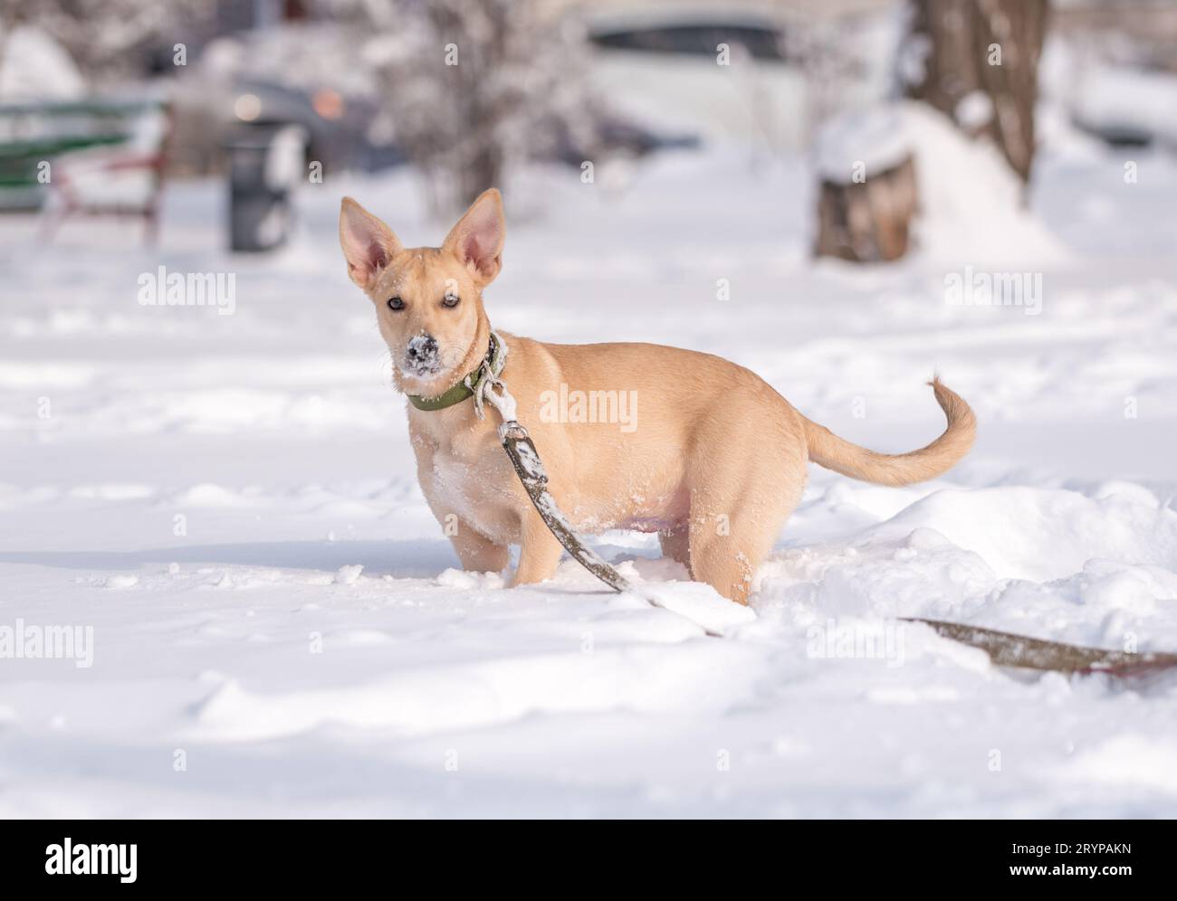 Cucciolo di Mongrel sulla neve in inverno Foto Stock