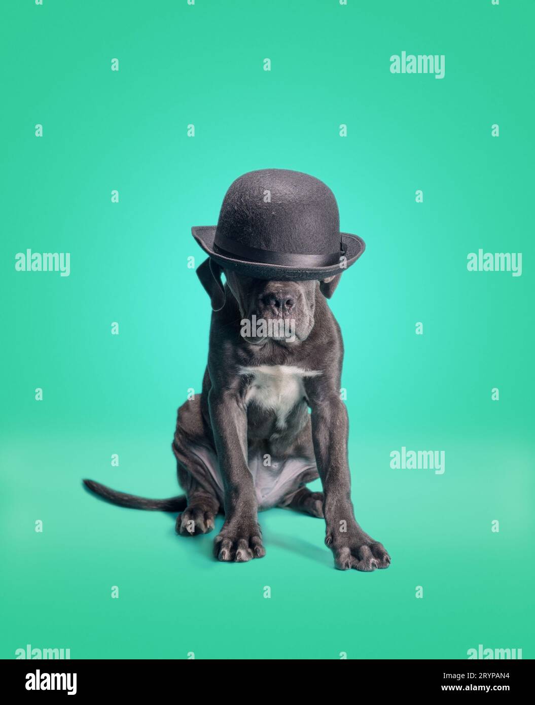 Cucciolo di cane corso Italiano in cappello nero su sfondo verde Foto Stock