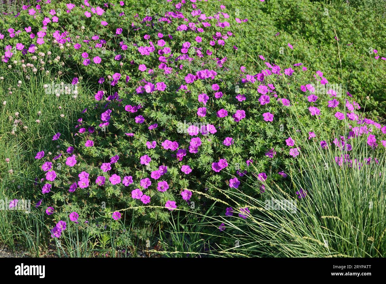Geranium sanguineum, sanguinosa cranesbill Foto Stock