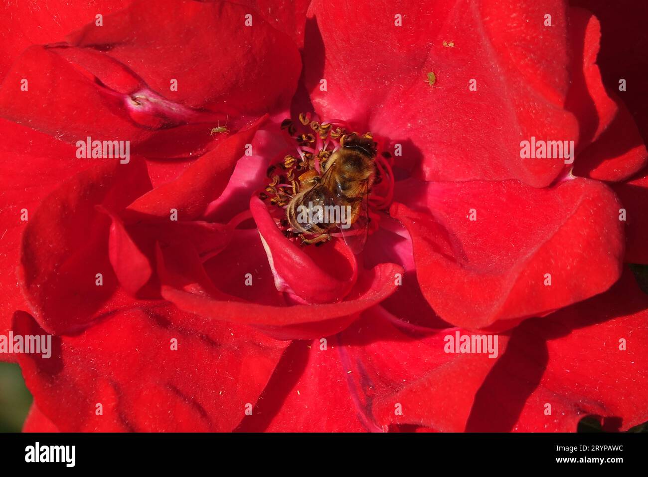 Rosa Alain Blanchard, ape Foto Stock