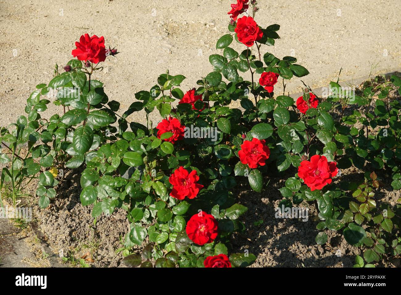 Rosa Alain Blanchard Foto Stock