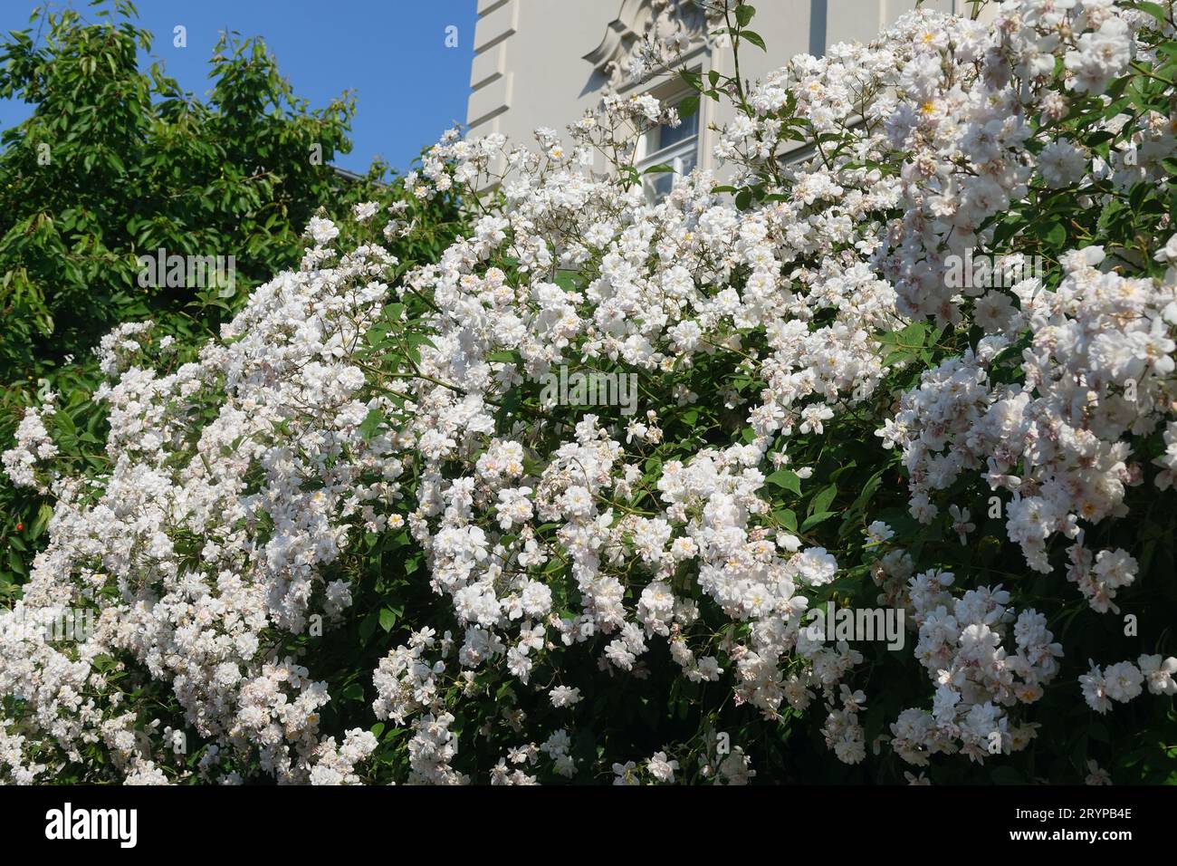 Rosa multiflora, multiflora rose Foto Stock