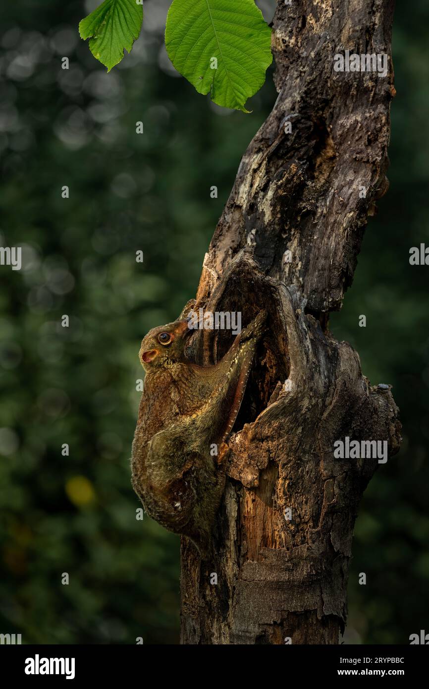 Colugo. SERANG, INDONESIA: Immagini INCREDIBILMENTE RARE mostrano un Colugos sapientemente camuffato che stringe un albero prima che salti inaspettatamente nell'aria Foto Stock