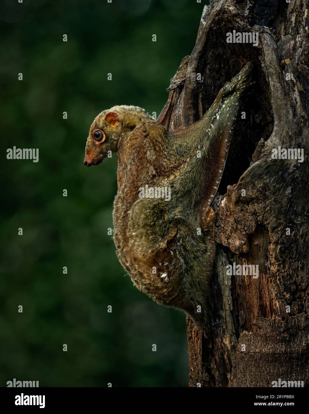 Afferrare l'albero. SERANG, INDONESIA: Immagini INCREDIBILMENTE RARE mostrano un Colugos sapientemente camuffato che stringe un albero prima che salga inaspettatamente Foto Stock