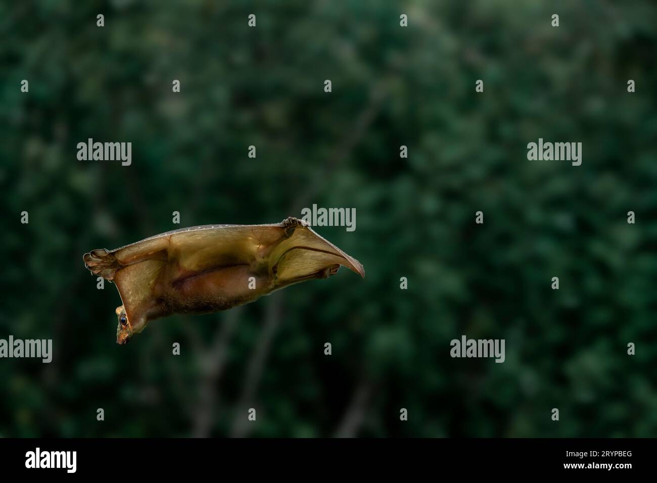 Una visione più ampia del lemure volante. SERANG, INDONESIA: Immagini INCREDIBILMENTE RARE mostrano un Colugos sapientemente camuffato che stringe un albero prima di esso inaspettatamente Foto Stock