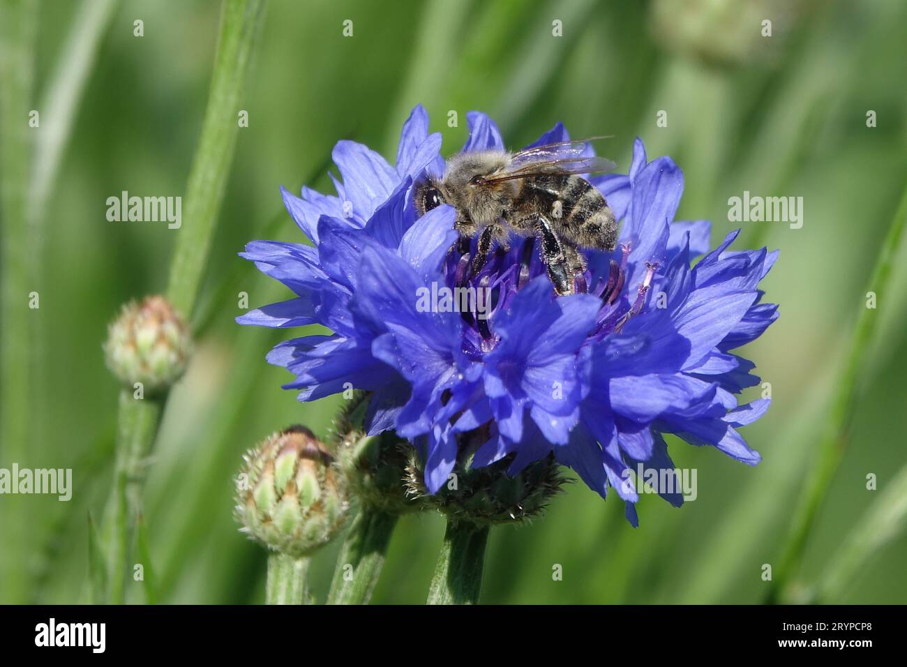 Centaurea cyanus, fiore di mais, ape Foto Stock