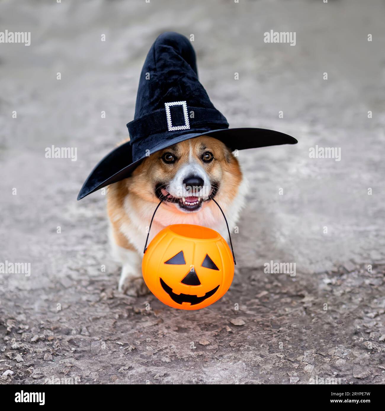 il cucciolo di cane corgi è seduto nel giardino autunnale con un cesto di zucca di halloween tra i denti Foto Stock