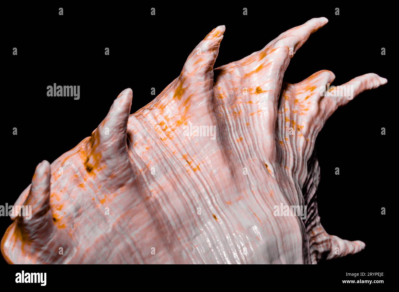 Frammento di una grande conchiglia oceanica su sfondo nero macro primo piano Foto Stock