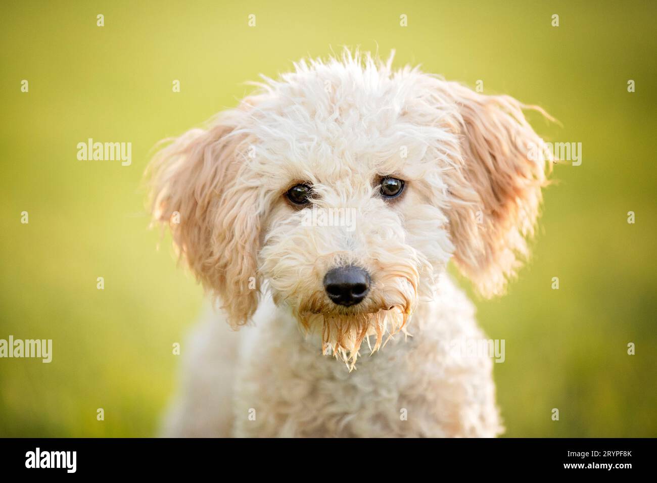 Barboncino in miniatura. Ritratto di lei-dog adulta. Germania Foto Stock