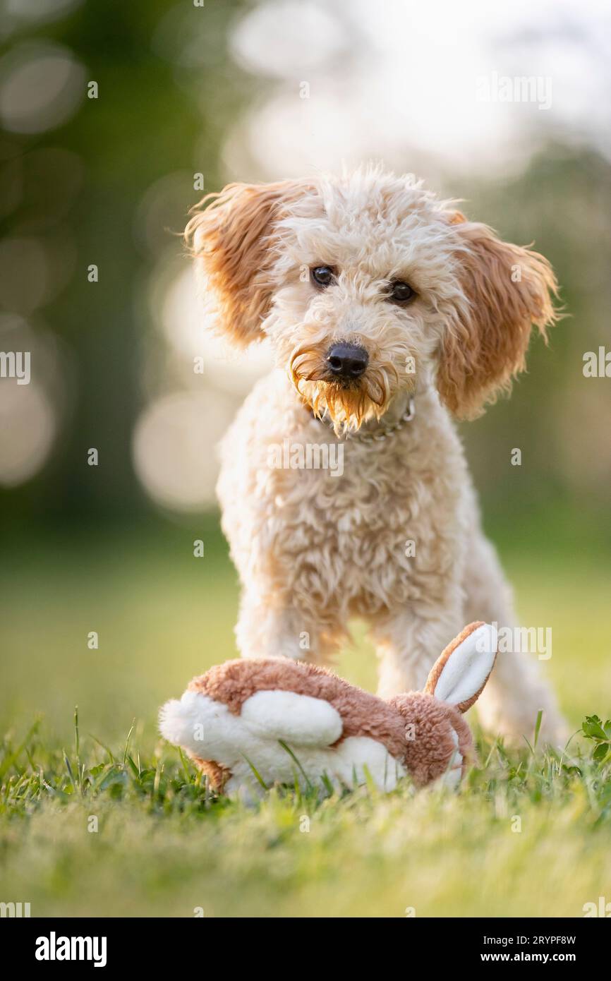Barboncino in miniatura. Lei-dog adulta con il suo coniglio peluche giocattolo in piedi su un prato. Germania Foto Stock