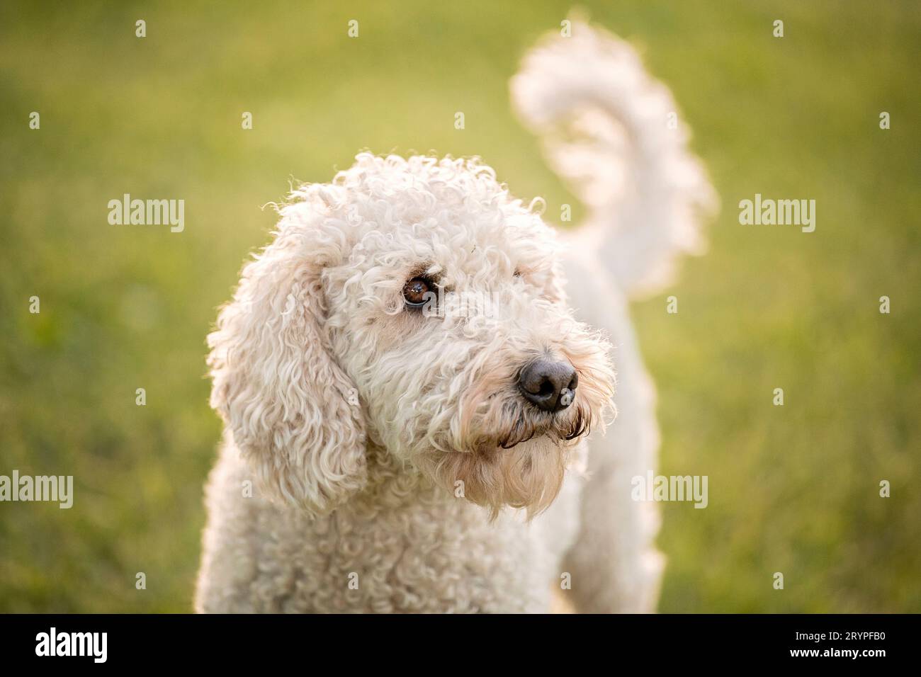 Labradoodle x Goldendoodle. Ritratto di un cane adulto in Germania Foto Stock