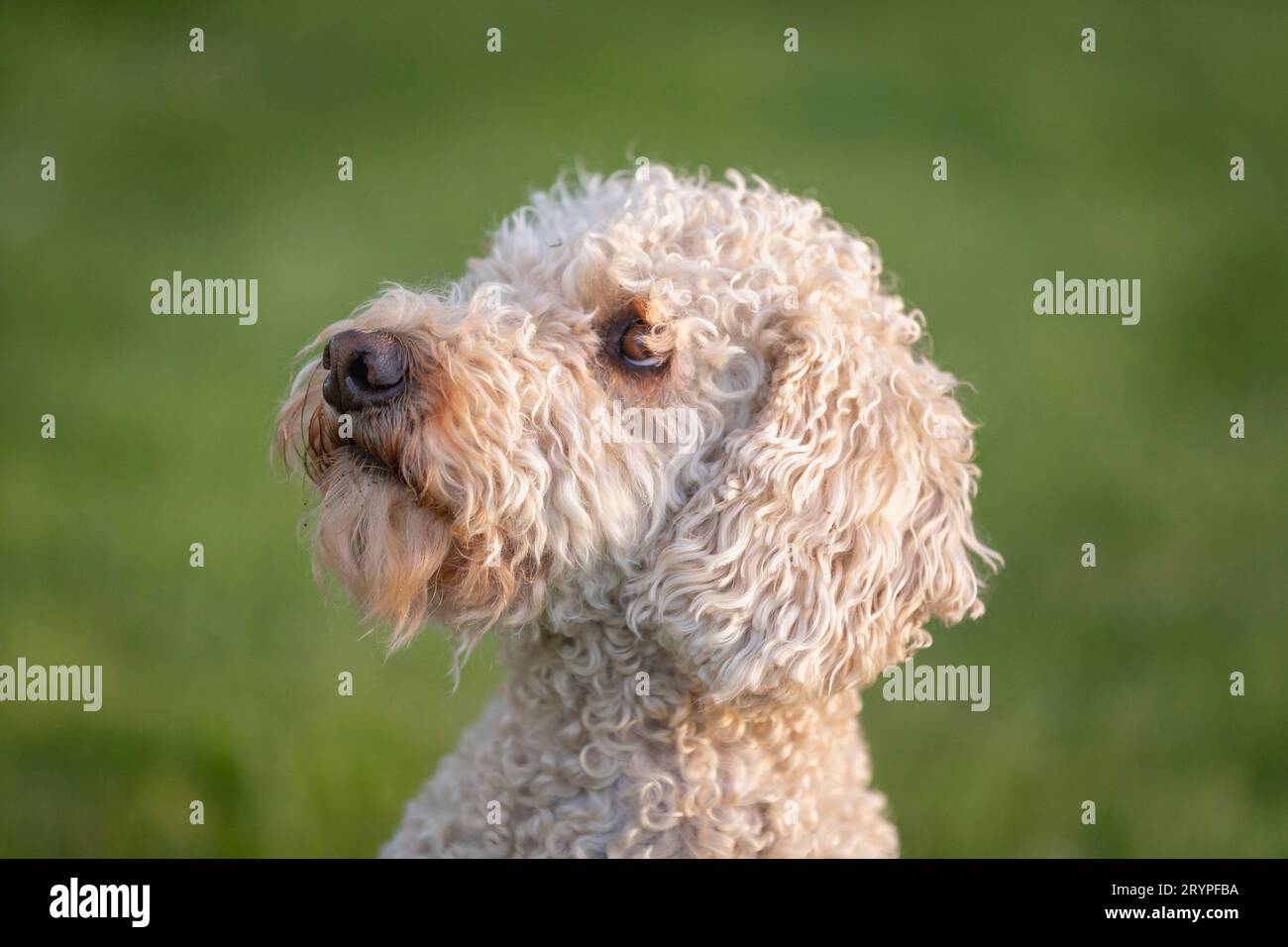 Labradoodle x Goldendoodle. Ritratto di un cane adulto in Germania Foto Stock