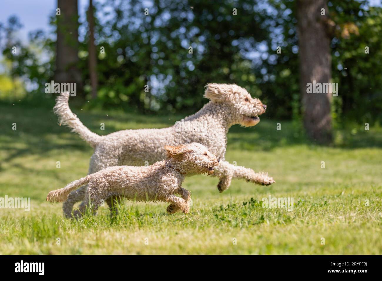 Barboncino in miniatura e Labradoodle x Goldendoodle. Due adulti che corrono su un prato. Germania Foto Stock