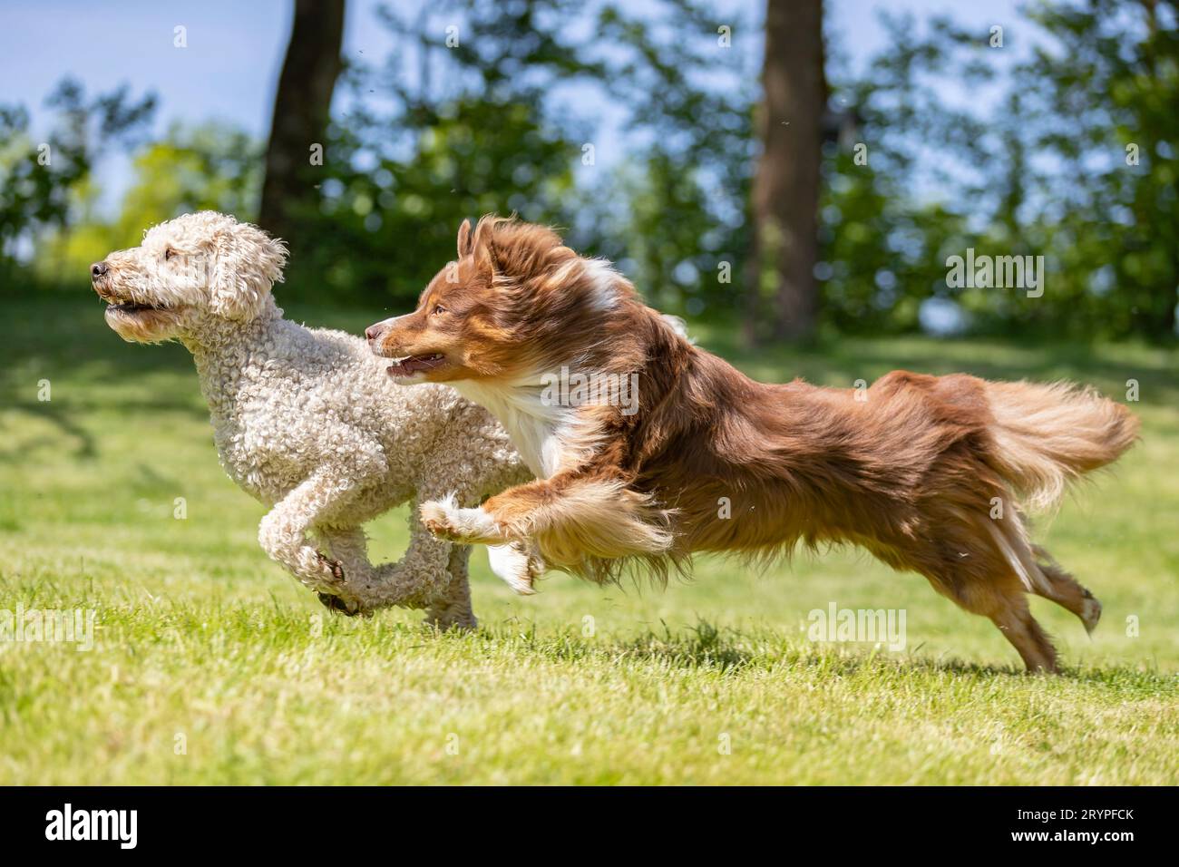 Australian Shepherd. Maschio adulto Stan e il suo amico, un Labradoodle x Goldendoodle, che corrono su un prato. Germania Foto Stock