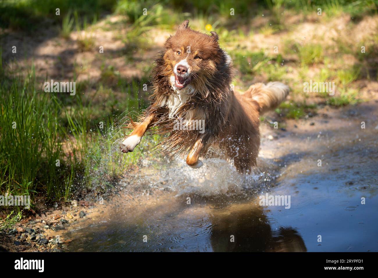 Australian Shepherd. Cane maschio adulto che corre in acqua. Germania Foto Stock