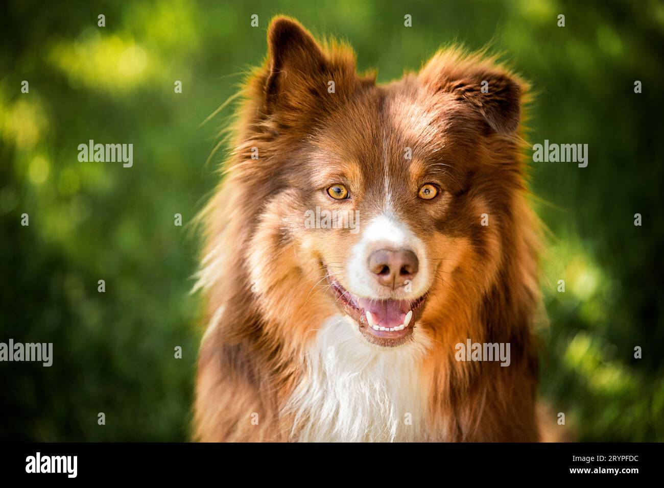 Australian Shepherd. Ritratto di un cane maschio adulto. Germania Foto Stock