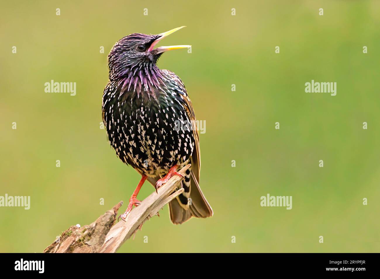 Starling europeo (Sturnus vulgaris). Adulto in un piumaggio di riproduzione in canto mentre si arrocca su un ramo rotto. Germania Foto Stock