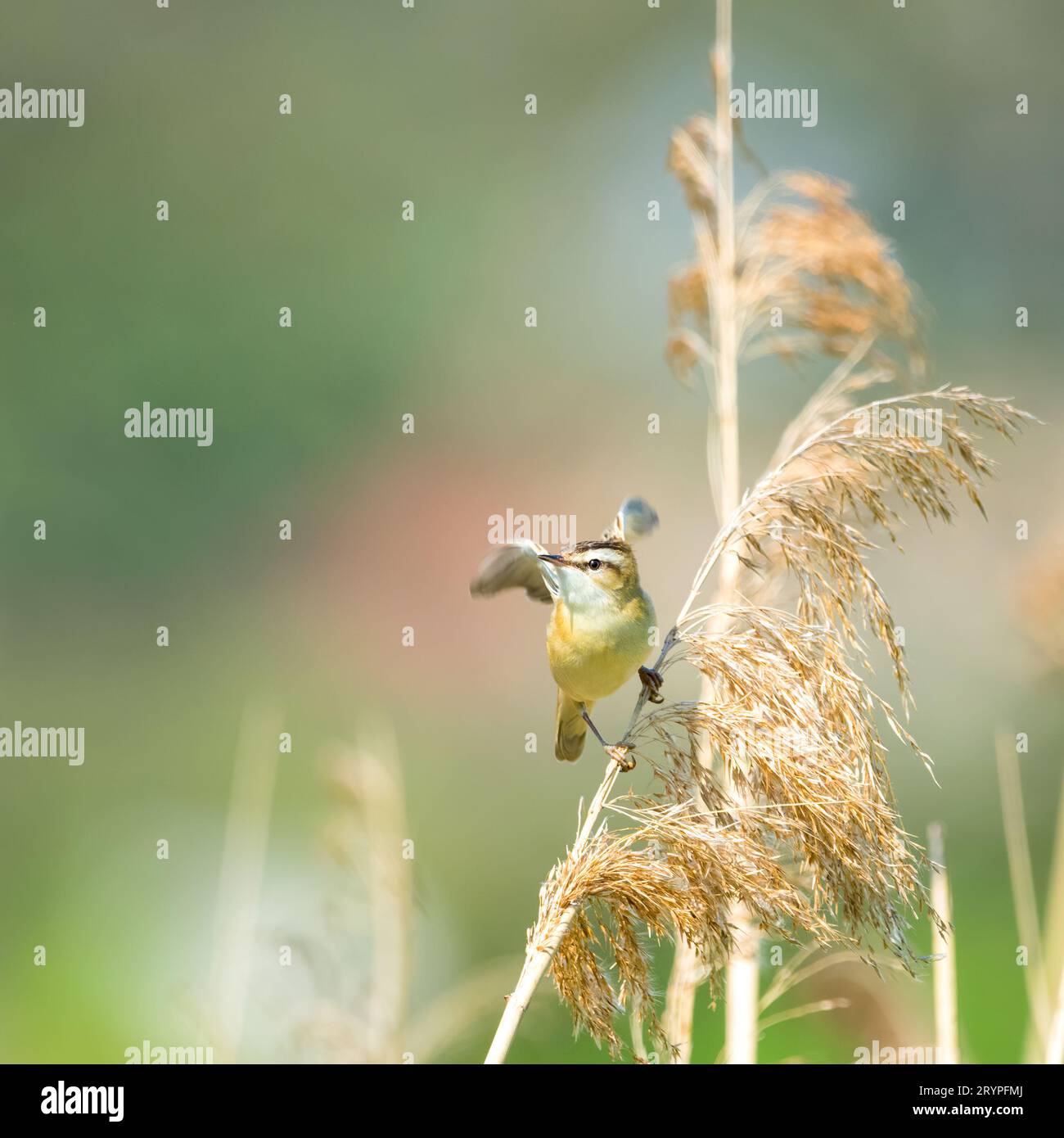 La parula di fango (Acrocephalus schoenobaenus) canta dalla cima di una canna in primavera. Carine specie di parula Foto Stock