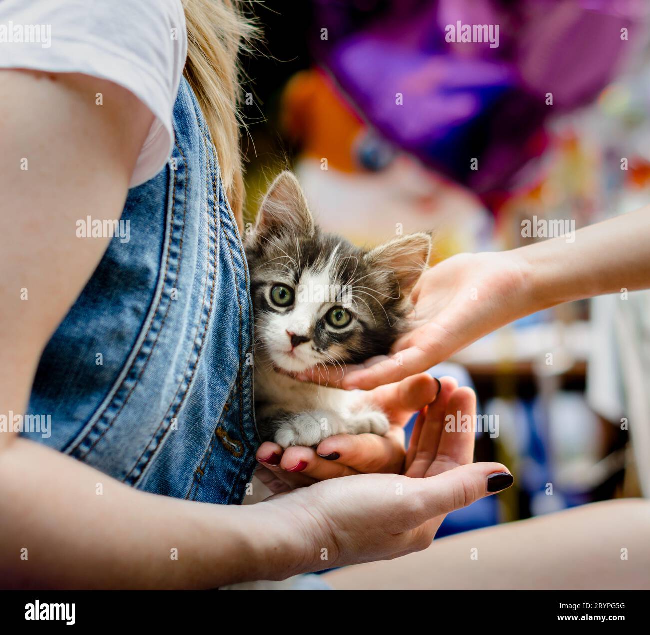 Prendersi cura degli animali domestici le mani dei bambini accarezzano un piccolo gattino a tavola Foto Stock