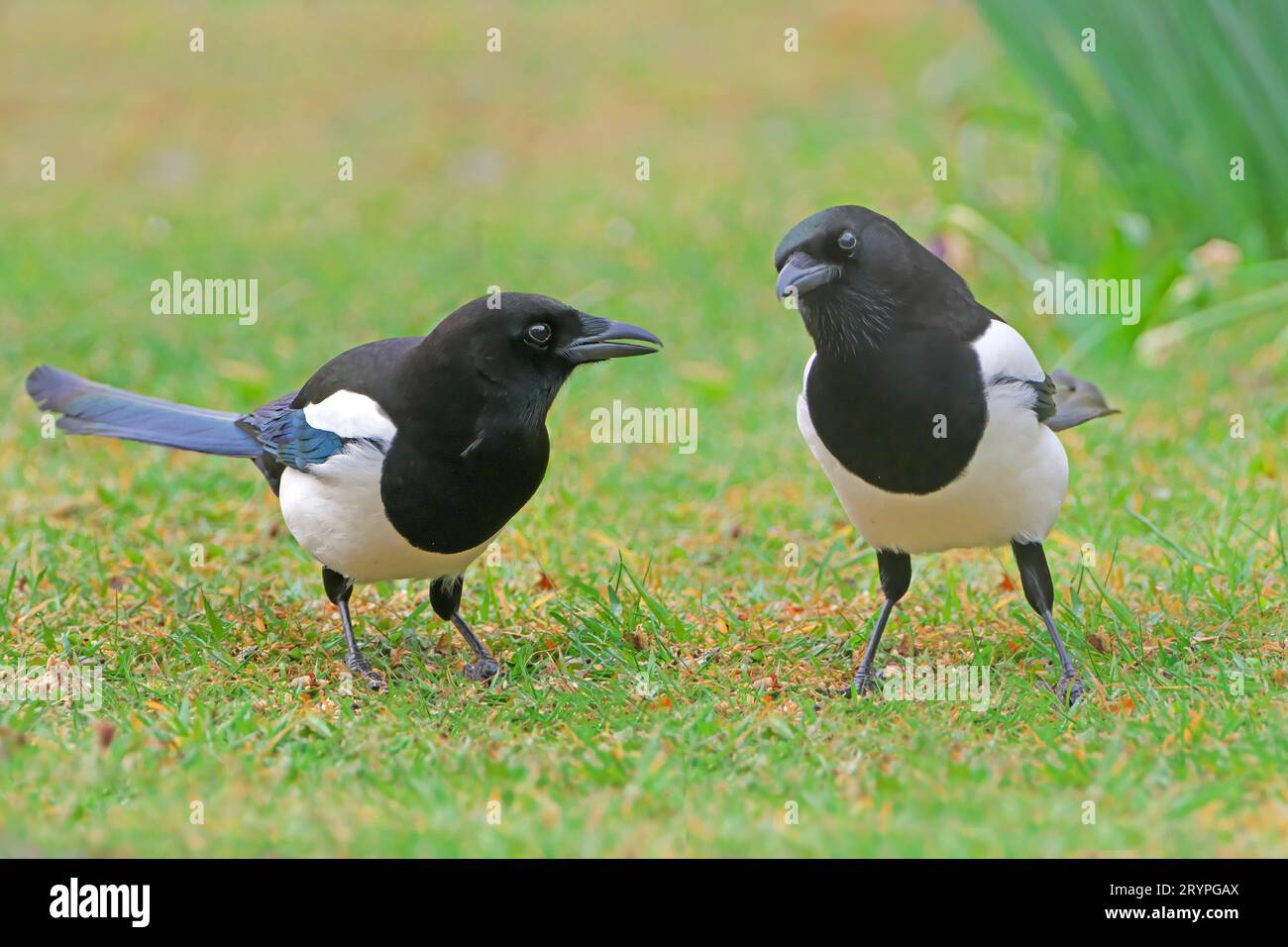 Magpie (Pica pica). Due uccelli adulti in piedi su un prato. Germania Foto Stock