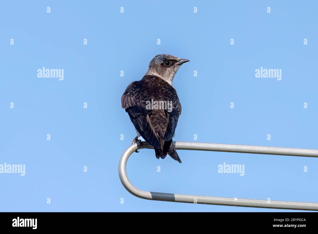 Il porpora martin (Progne subis) Foto Stock