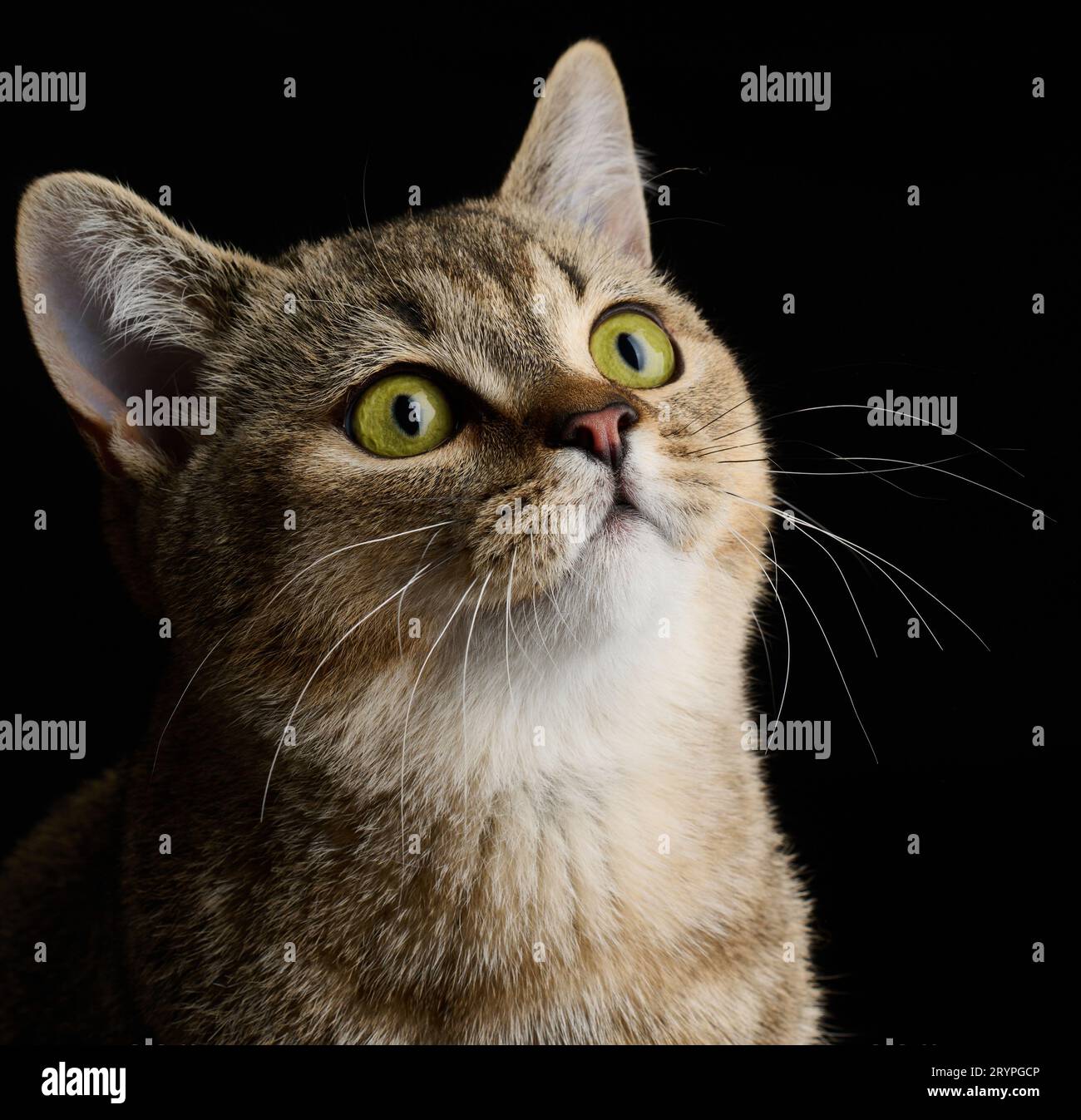 Ritratto di un gatto grigio adulto razza scozzese diritto su uno sfondo nero Foto Stock