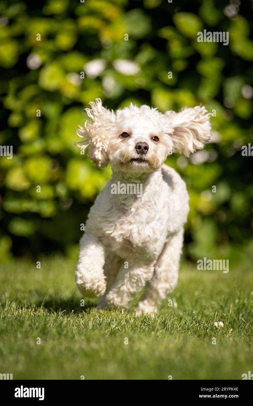 Barboncino in miniatura. Lei-dog adulta che corre su un prato. Germania Foto Stock