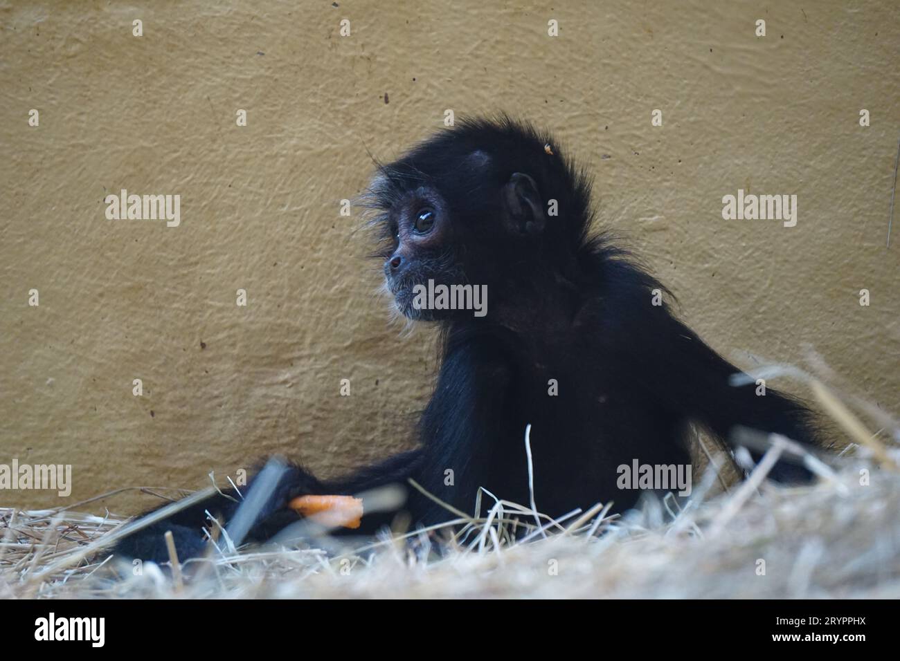 Una piccola scimmia adorabile seduta nel fieno circondata da un muro abbronzante, che mangia felicemente carote Foto Stock