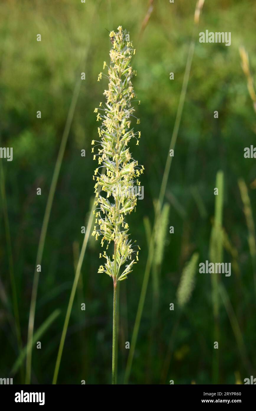 Erba di Cattail (Phleum paniculatum). Infiorescenza. Germania Foto Stock