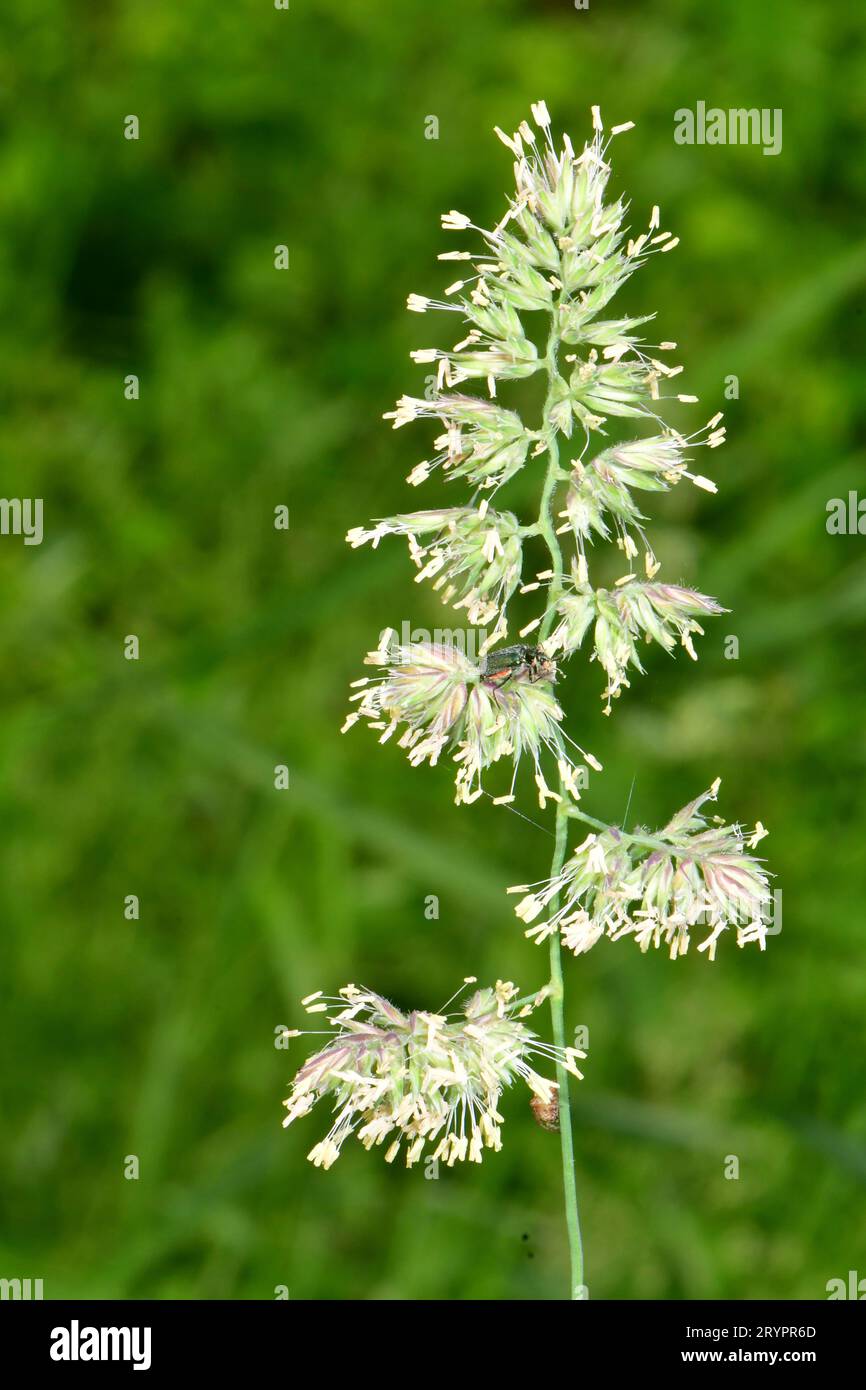 Dactylis, erba mazzolina (Dactylis glomerata), fioritura. Germania Foto Stock