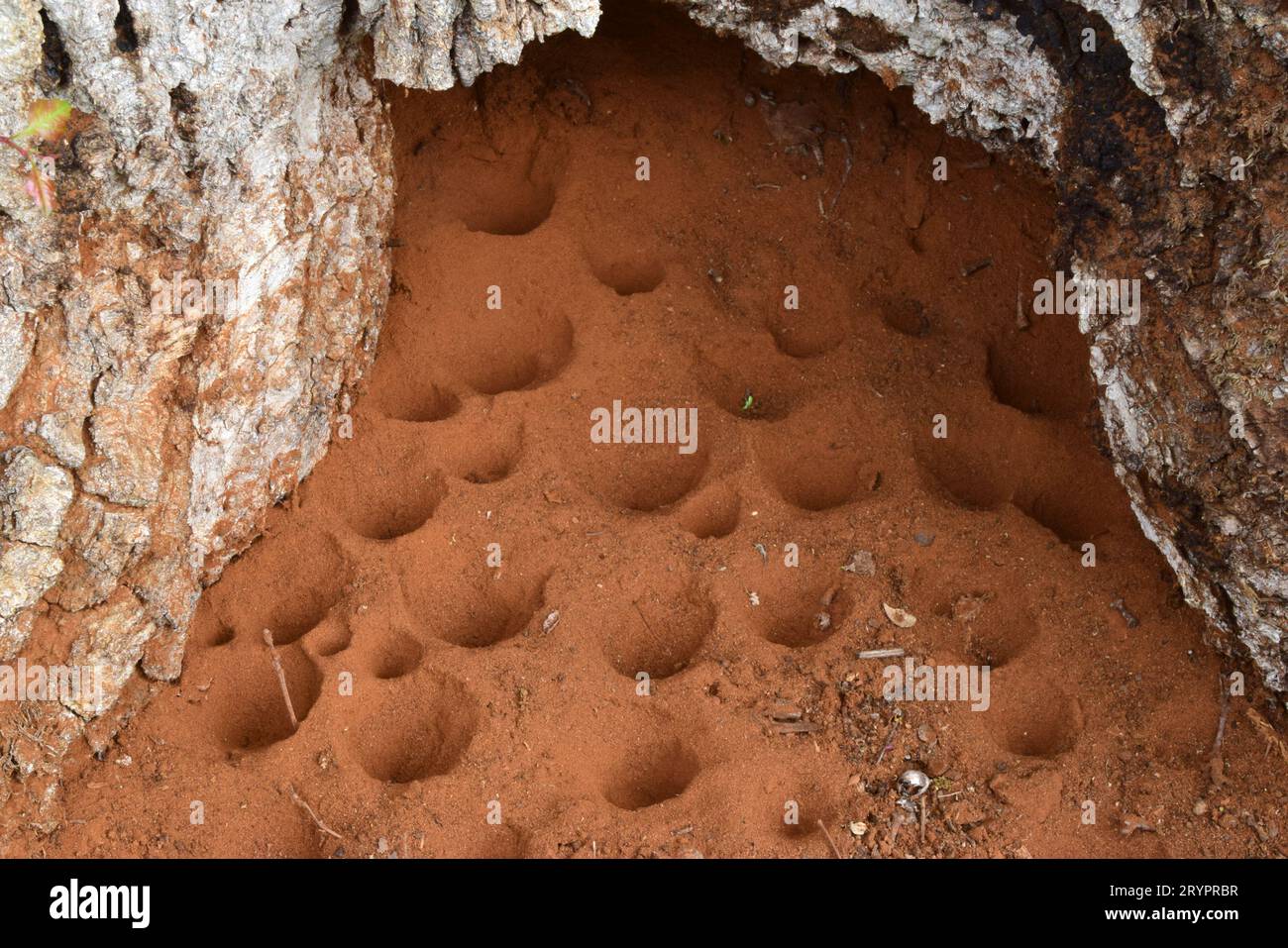 ANT Lion (Myrmeleontidae sp.). Sabbia di larve trappole sotto un albero morto. Germania Foto Stock