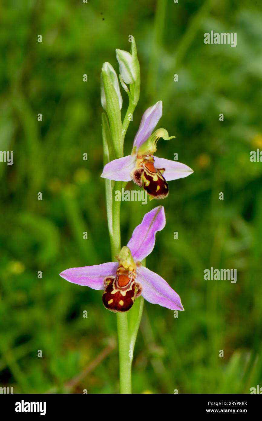 Bee Orchid (Ophrys apifera), levetta di fioritura. Germania Foto Stock