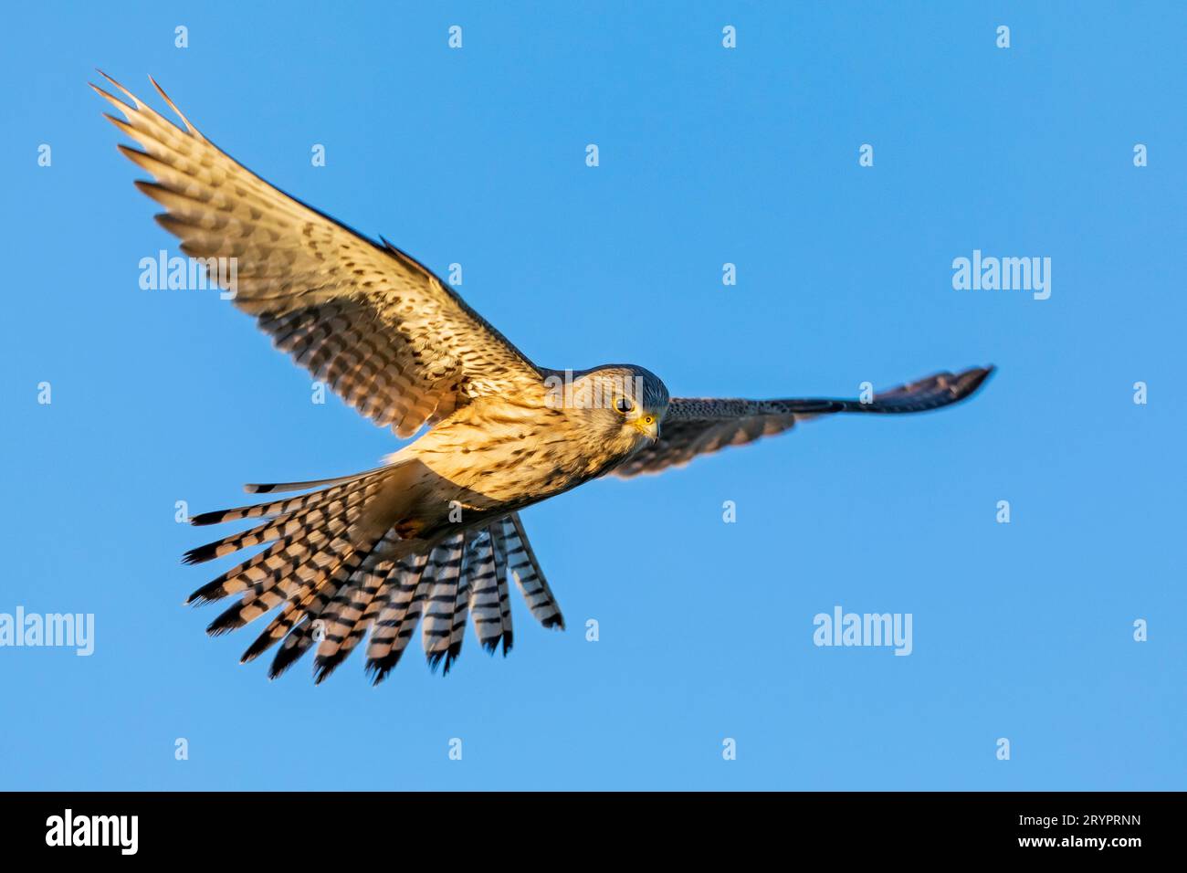 Kestrel comune (Falco tinnunculus). Adulto in volo, hovering. Germania Foto Stock