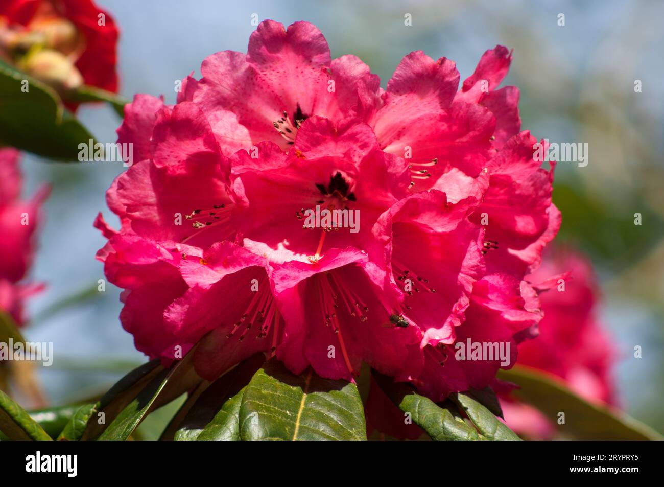 Primo piano di una magnolia color magenta - John Gollop Foto Stock